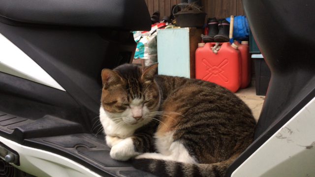探しています