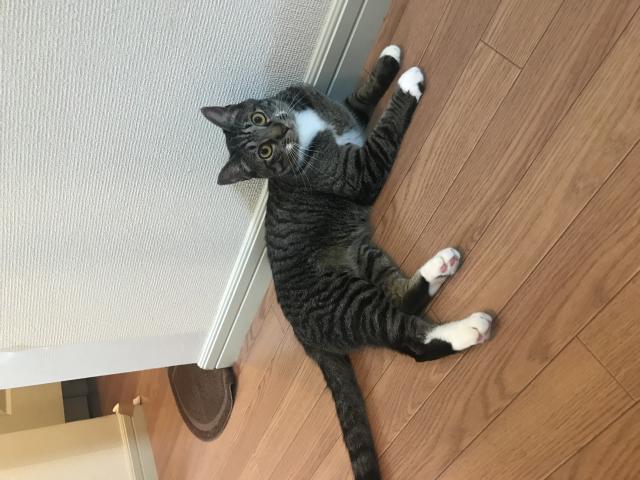 探しています