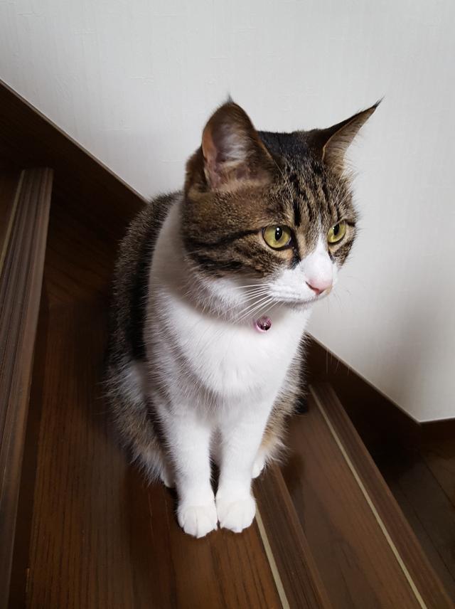 探しています