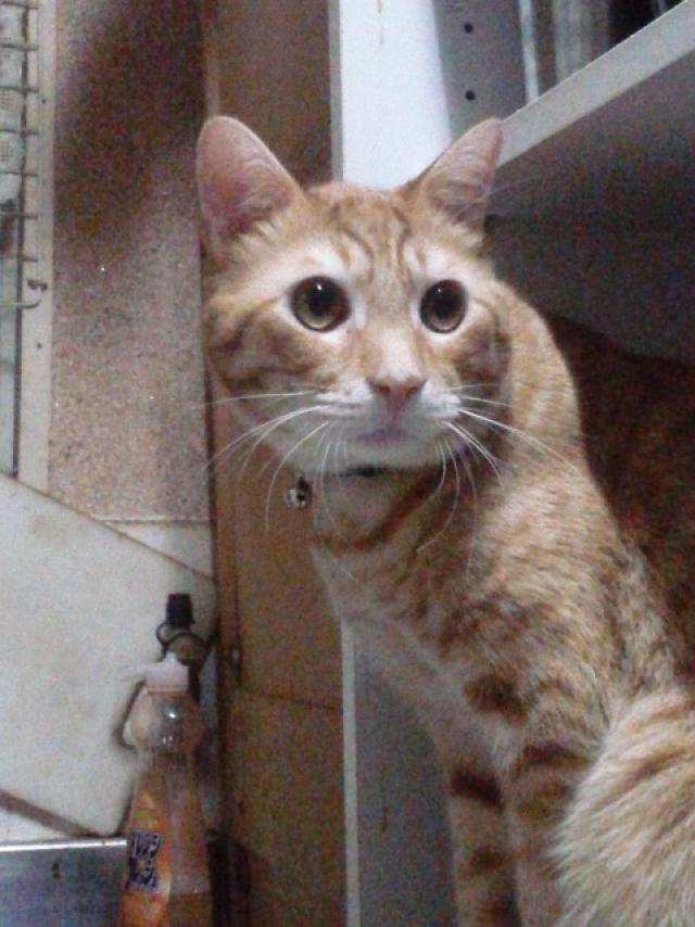 探しています