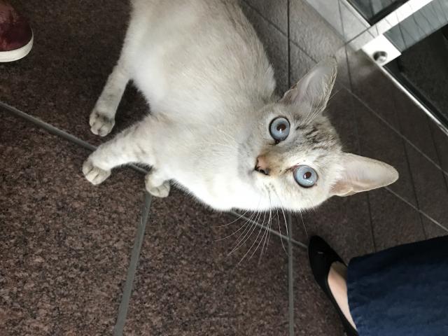 保護しました