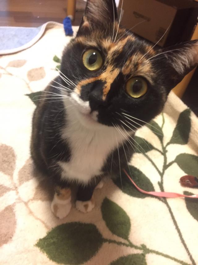 探しています