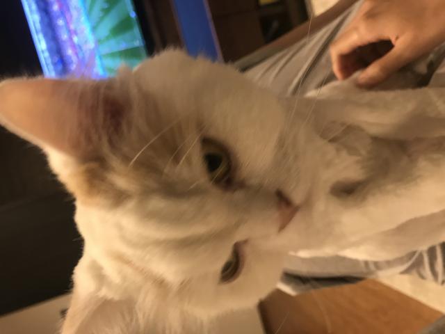 探しています