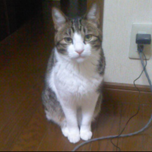 探しています