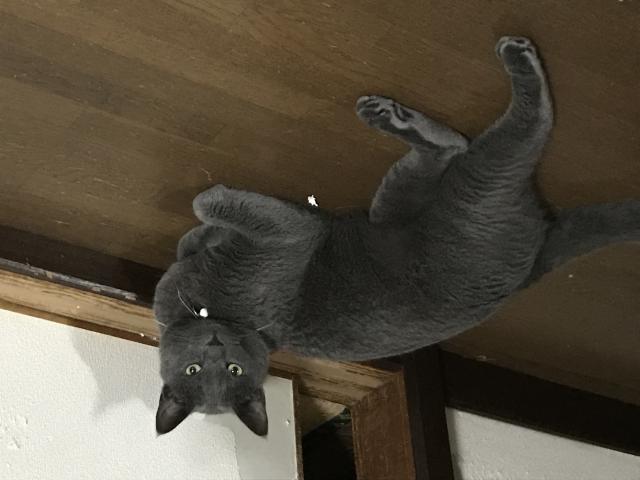 探しています