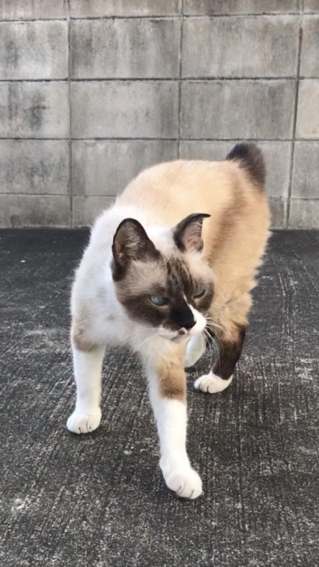 保護しました