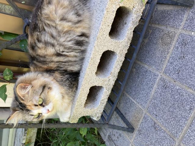 探しています