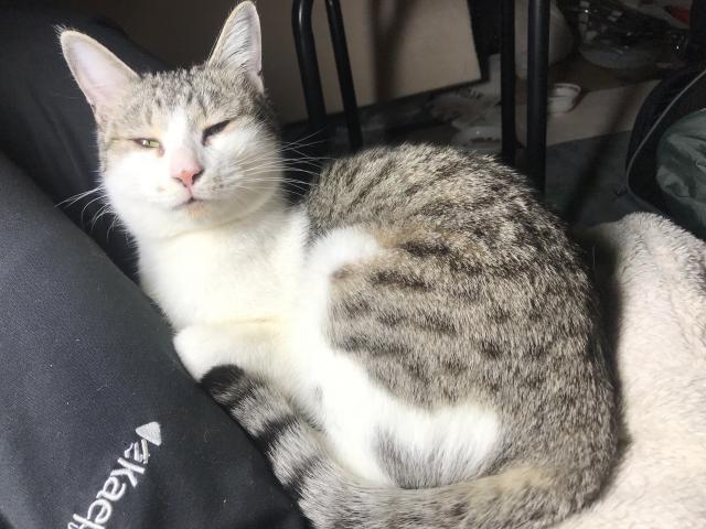 保護しました