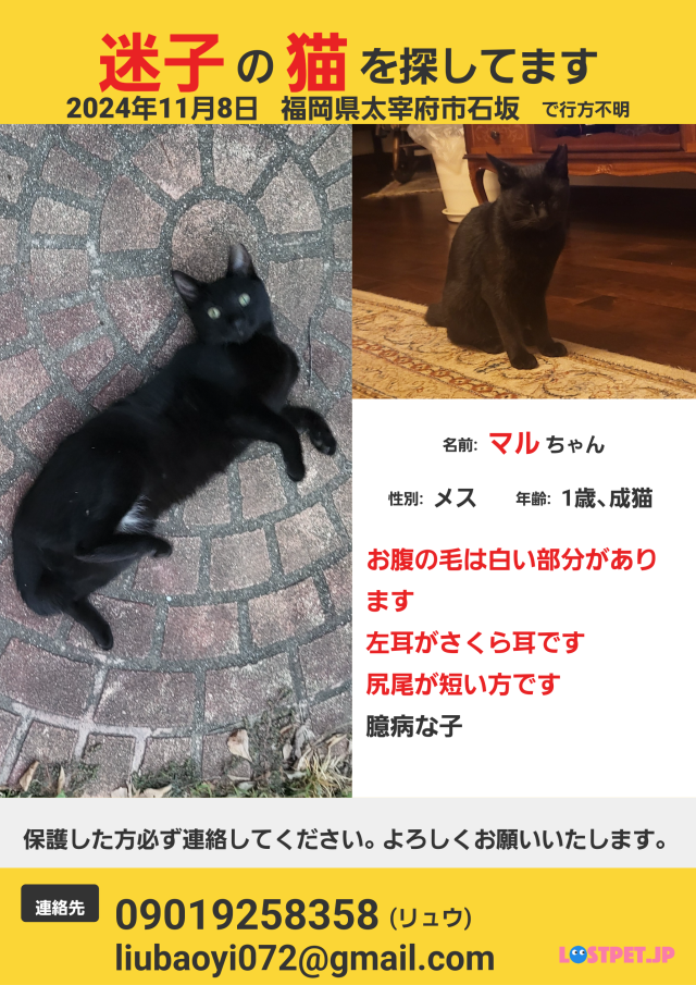 福岡県太宰府市石坂周辺で猫を探しています - ネコサーチ | 迷子 福岡県太宰府市石坂周辺で猫を探しています - ネコサーチ | 迷子