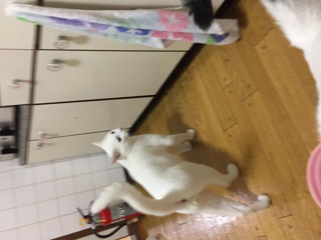 探しています