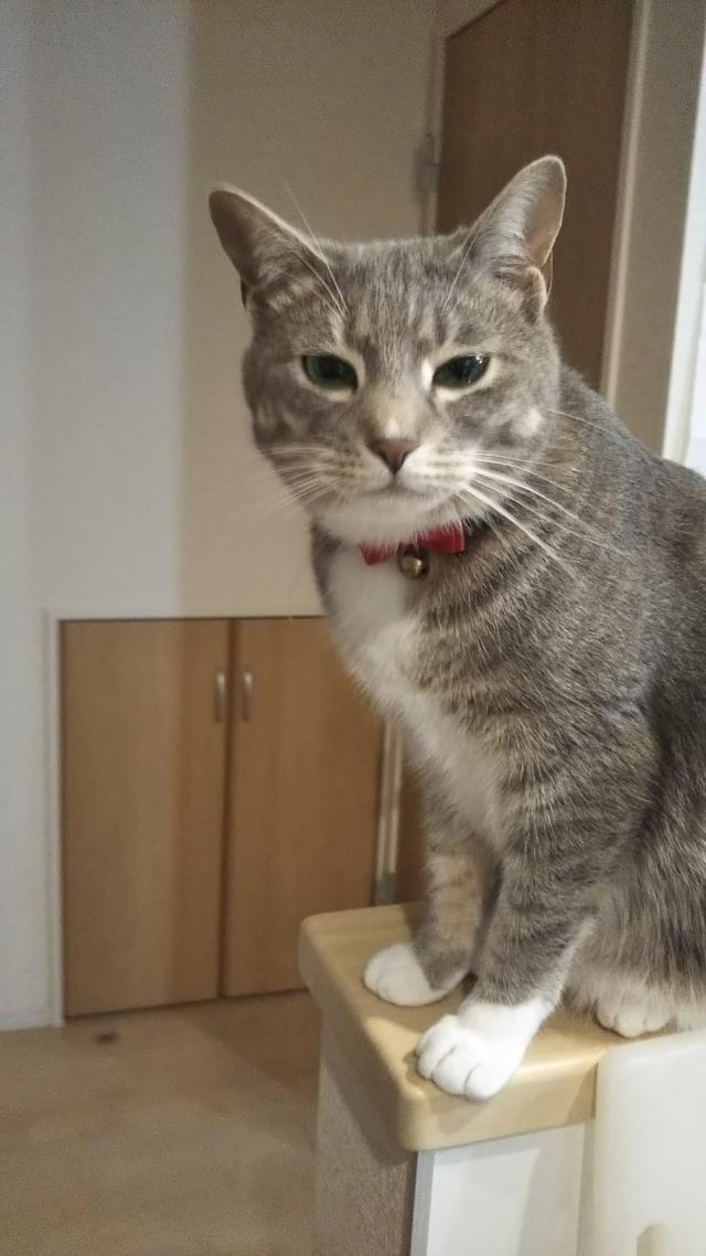 探しています