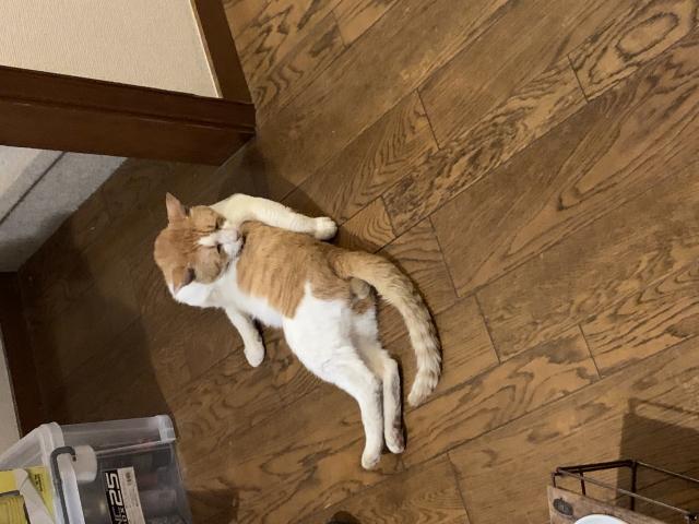 探しています