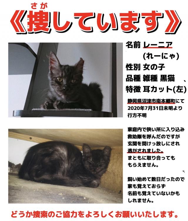 静岡県沼津市南本郷町周辺で猫を探しています ネコサーチ 迷子猫と保護情報の専用掲示板 静岡県沼津市南本郷町周辺で猫を探しています ネコサーチ 迷子猫と保護情報の専用掲示板