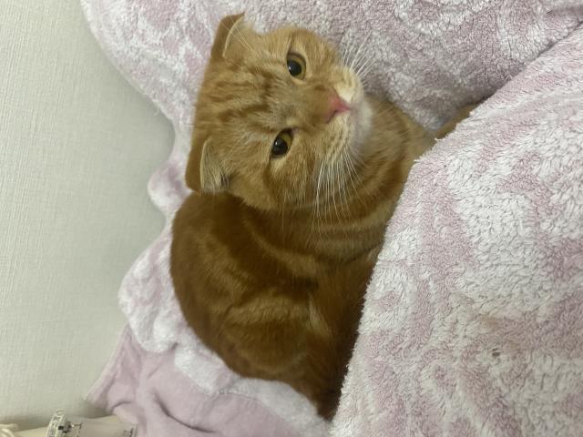 保護しました