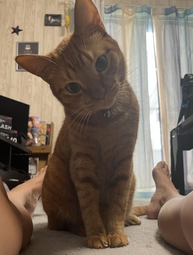 探しています