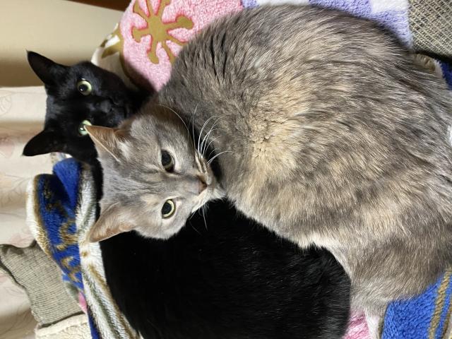 探しています