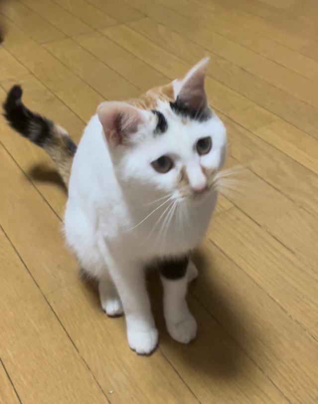 探しています