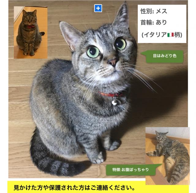 愛知県刈谷市銀座周辺で猫を探しています - ネコサーチ | 迷子 ...