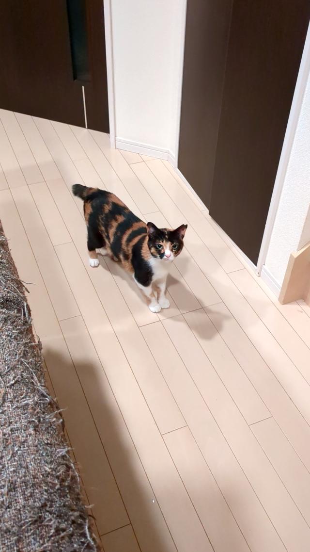 探しています
