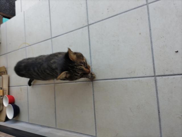 保護しました