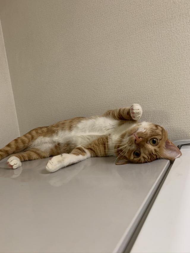 探しています