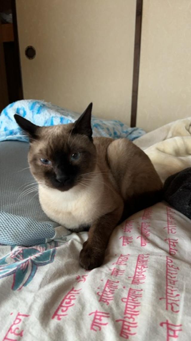 探しています