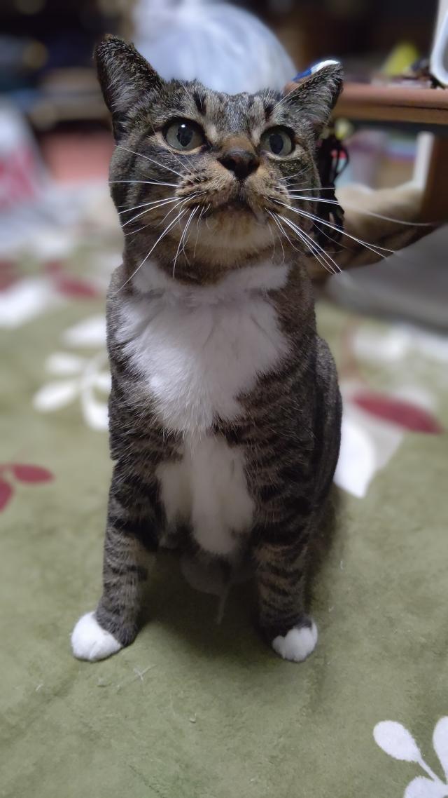 探しています