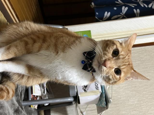 探しています