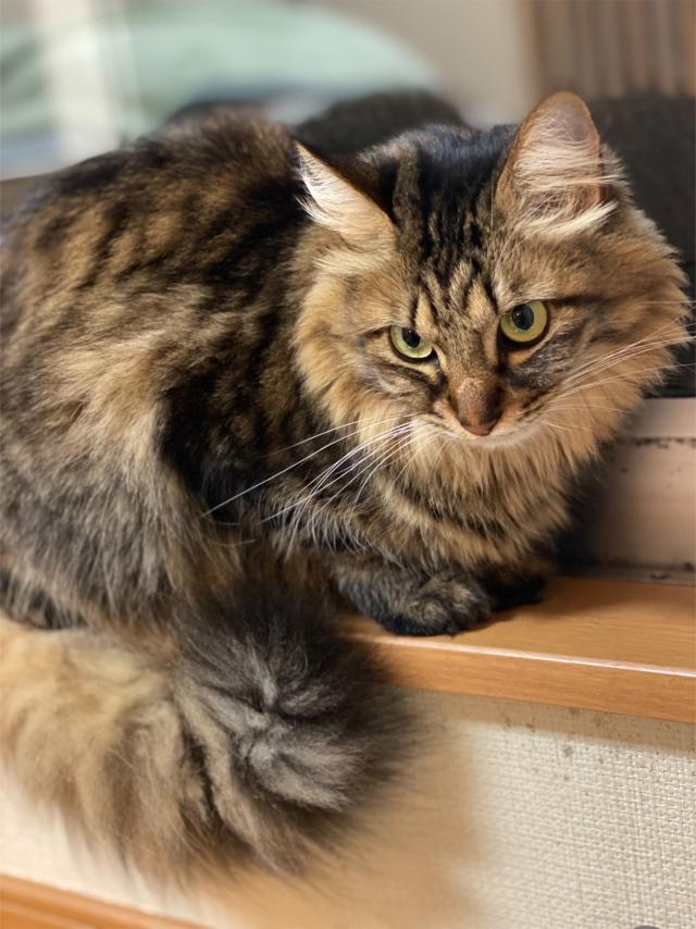 探しています