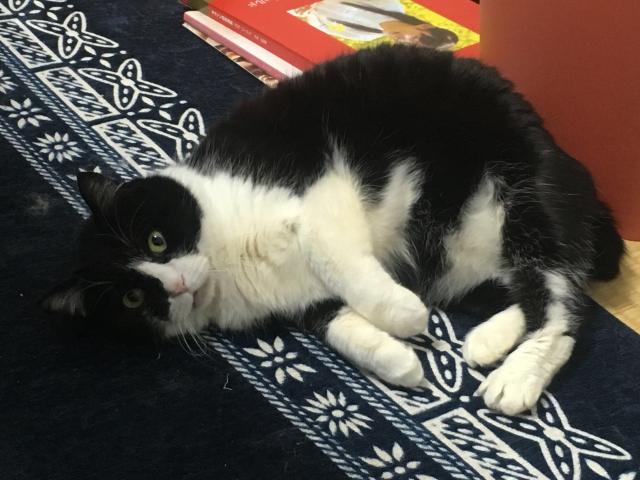 東京都板橋区常盤台周辺で猫を探しています ネコサーチ 迷子猫と保護情報の専用掲示板 東京都板橋区常盤台周辺で猫を探しています ネコサーチ 迷子猫と保護情報の専用掲示板