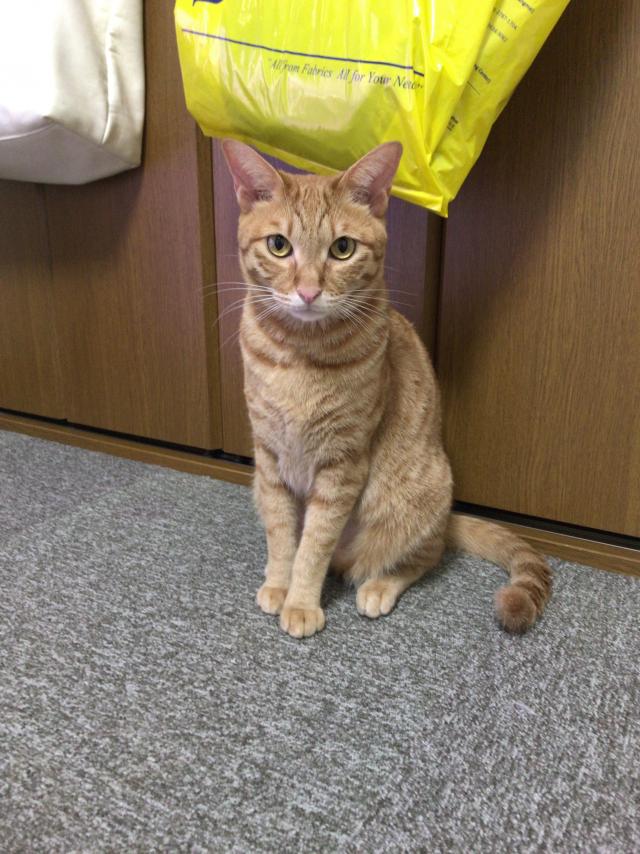 探しています