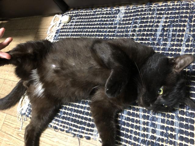 保護しました