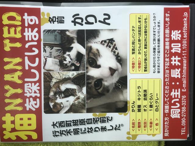 愛媛県今治市大西町紺原周辺で猫を探しています - ネコサーチ 迷子猫