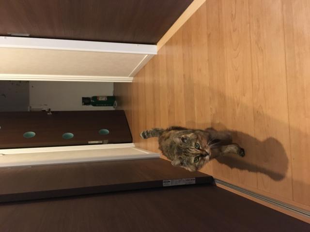 探しています
