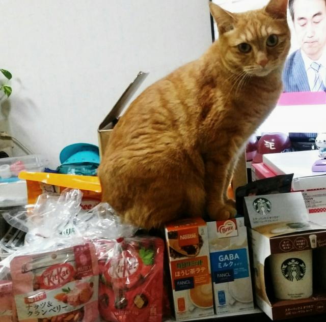 探しています