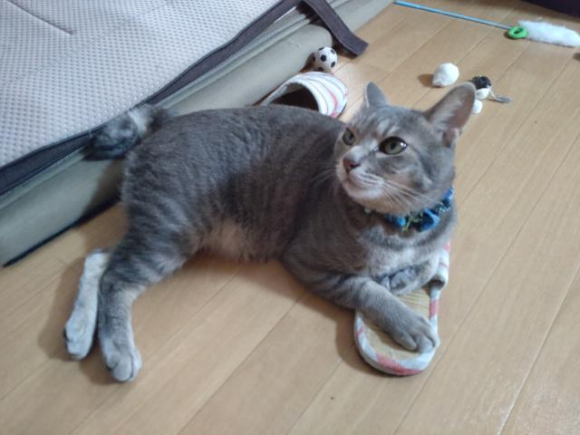 探しています
