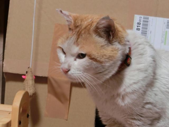 保護しました
