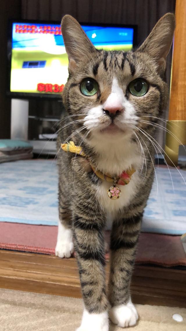 高知県高知市北竹島町周辺で猫を探しています - ネコサーチ ...