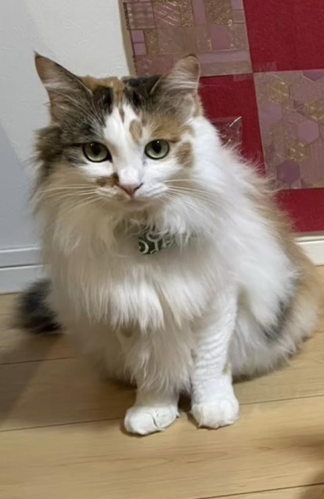 探しています