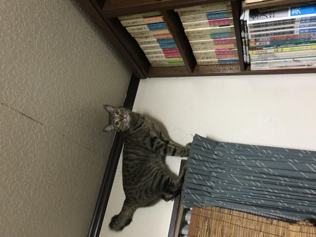 探しています