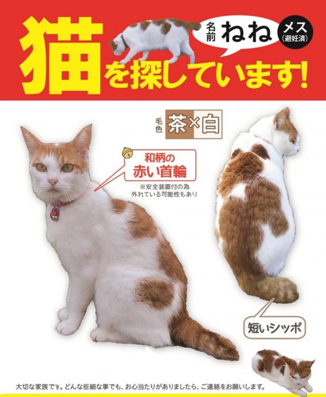 探しています