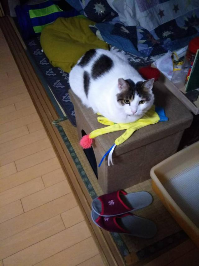 探しています