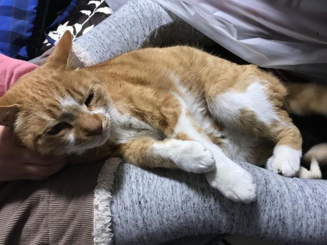 保護しました