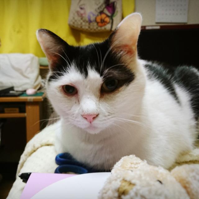 探しています