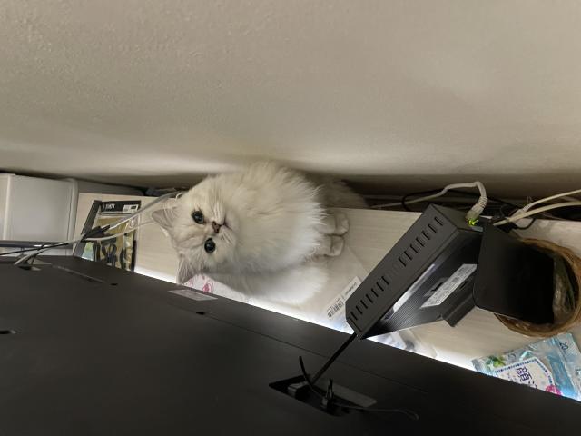 探しています