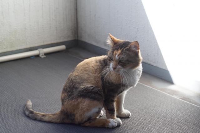 探しています