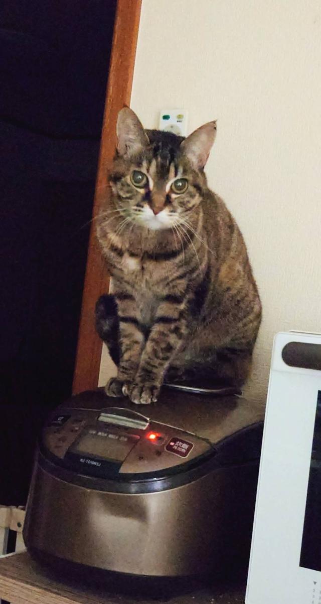 探しています