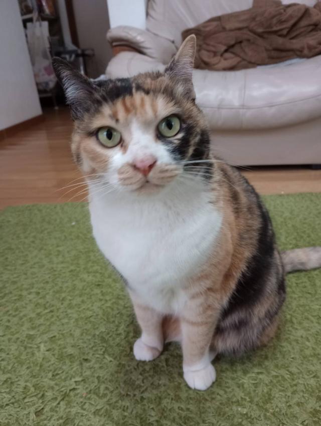 探しています