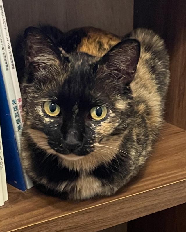 探しています
