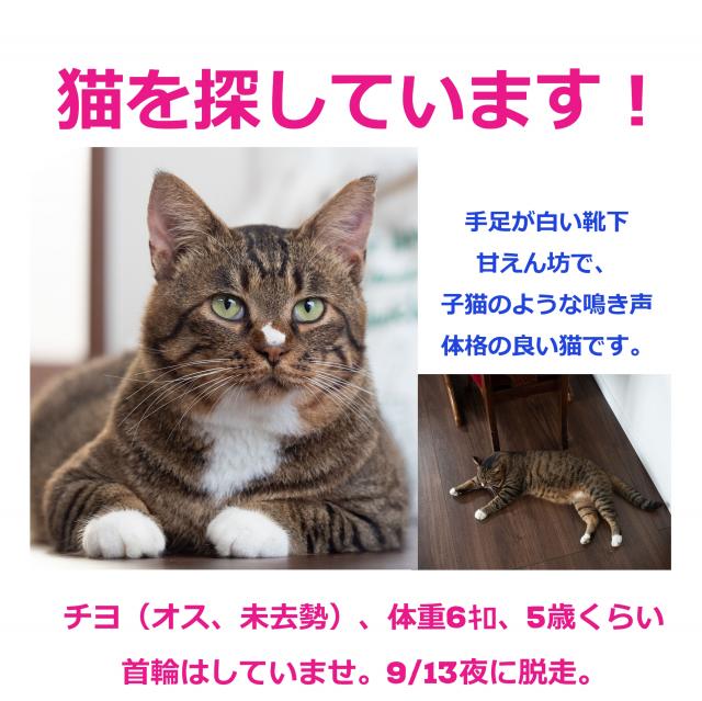 北海道帯広市西周辺で猫を探しています - ネコサーチ  迷子猫と保護 